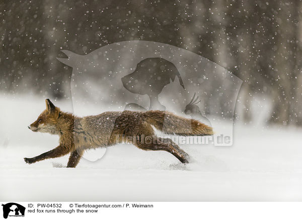 Rotfuchs rennt durch den Schnee / red fox runs through the snow / PW-04532