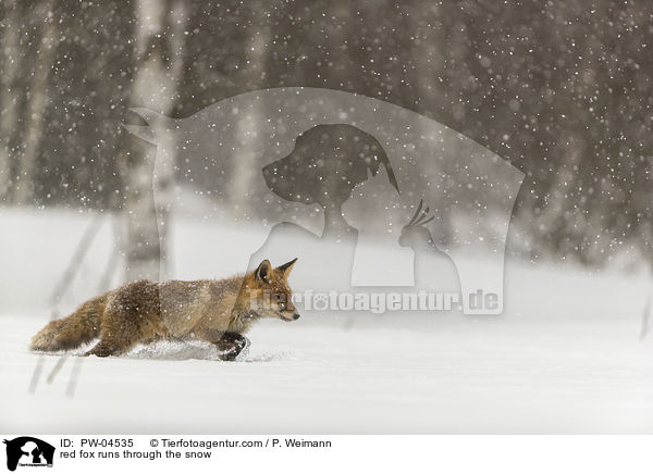Rotfuchs rennt durch den Schnee / red fox runs through the snow / PW-04535