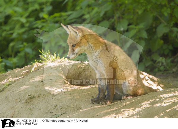 sitzender Rotfuchs / sitting Red Fox / AXK-01111