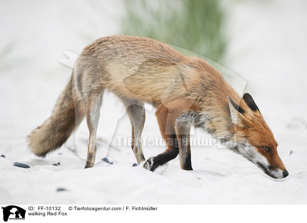 laufender Rotfuchs / walking Red Fox / FF-10132