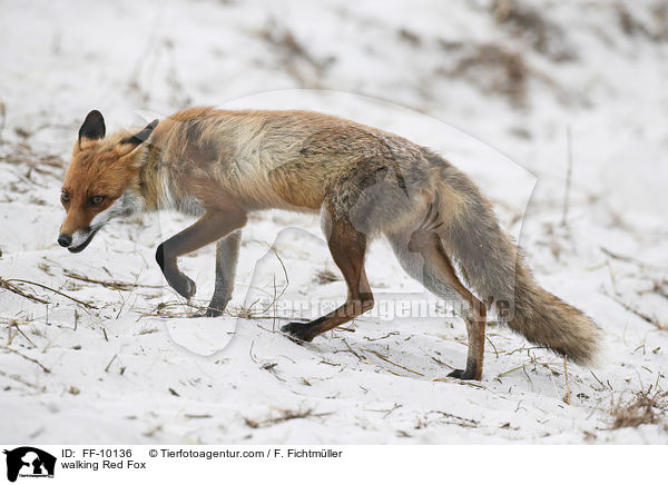 laufender Rotfuchs / walking Red Fox / FF-10136