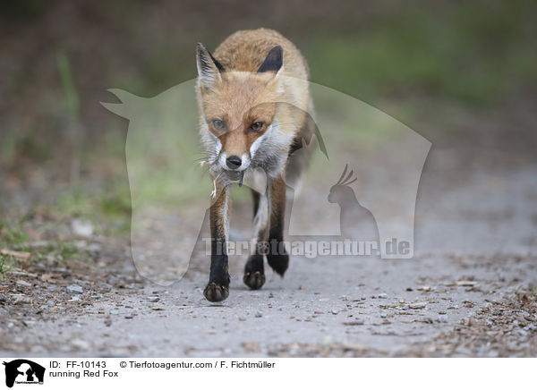 rennender Rotfuchs / running Red Fox / FF-10143
