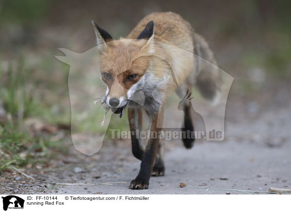 rennender Rotfuchs / running Red Fox / FF-10144