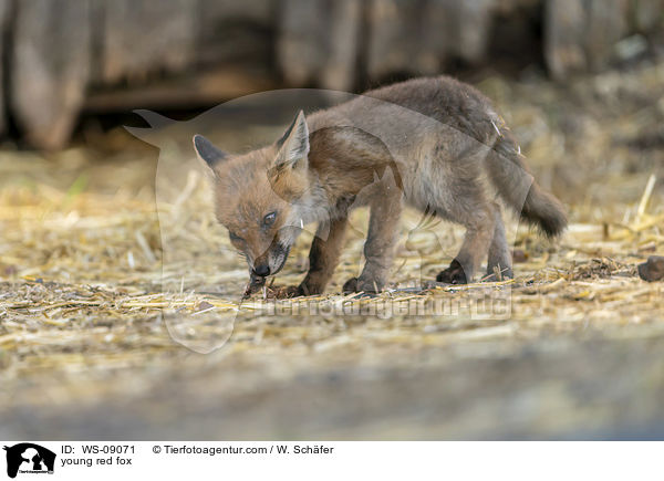 junger Rotfuchs / young red fox / WS-09071