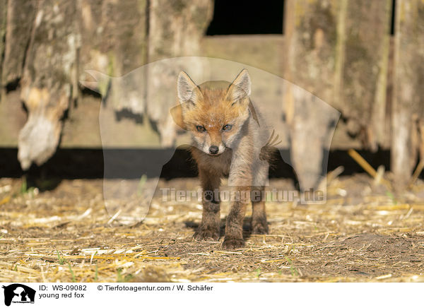 junger Rotfuchs / young red fox / WS-09082