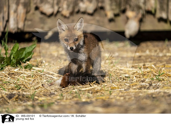 junger Rotfuchs / young red fox / WS-09101