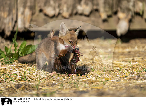 young red fox / WS-09102