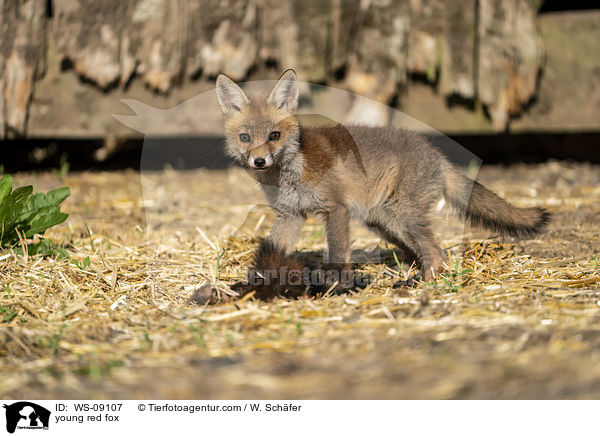 young red fox / WS-09107