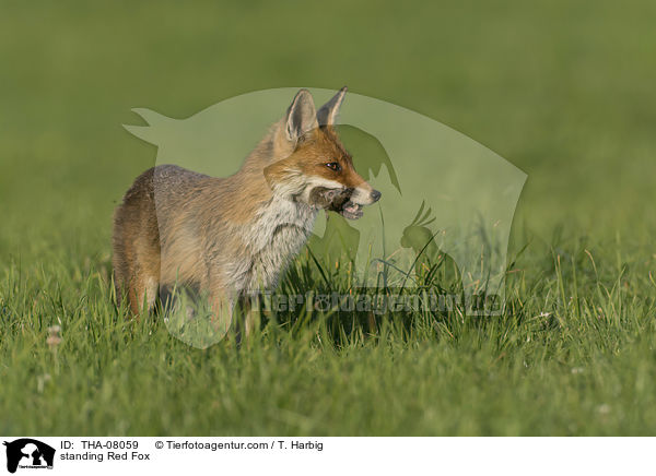 standing Red Fox / THA-08059