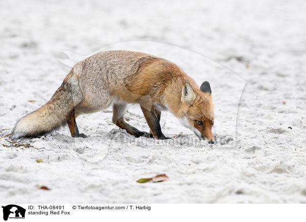 stehender Rotfuchs / standing Red Fox / THA-08491