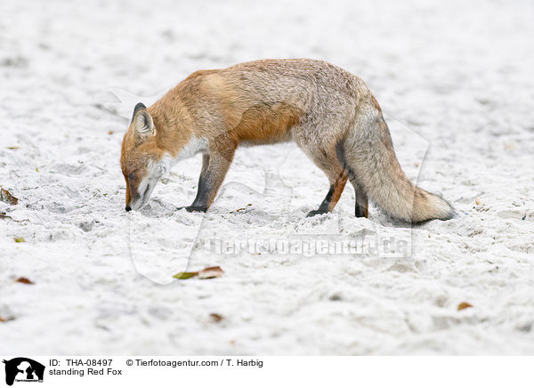 stehender Rotfuchs / standing Red Fox / THA-08497