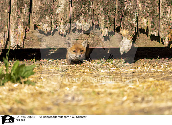 Rotfuchs / red fox / WS-09518