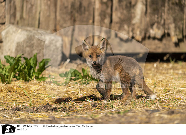 Rotfuchs / red fox / WS-09535