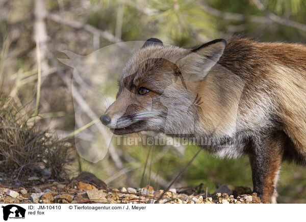 red fox / JM-10410