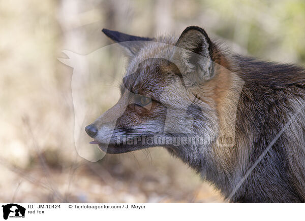 Rotfuchs / red fox / JM-10424