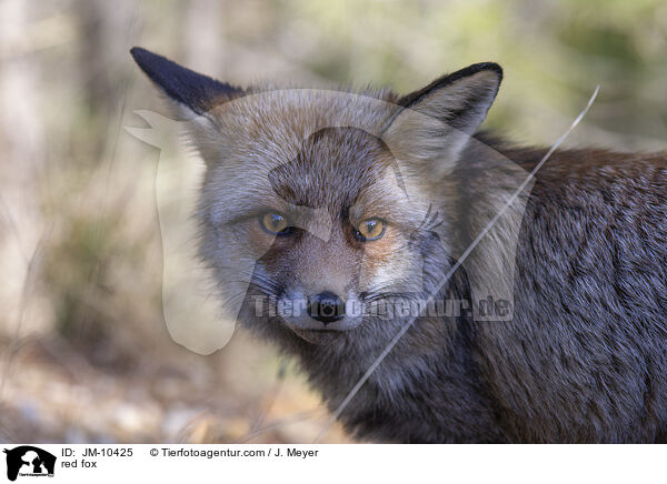 red fox / JM-10425