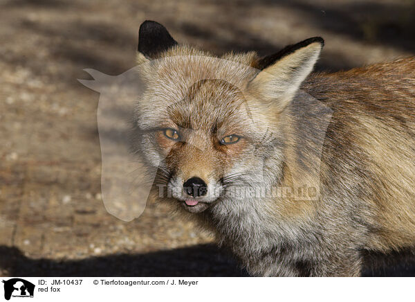 red fox / JM-10437