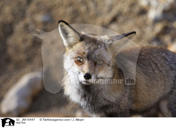 red fox / JM-10447