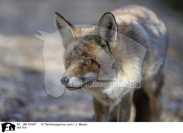 red fox / JM-10467