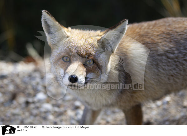 red fox / JM-10476