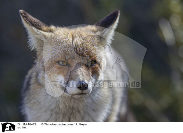 red fox / JM-10479