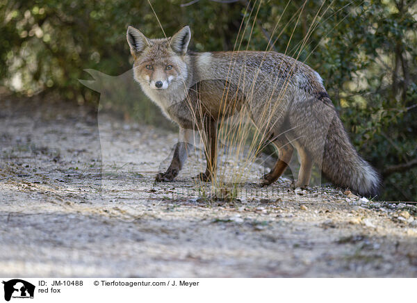 red fox / JM-10488