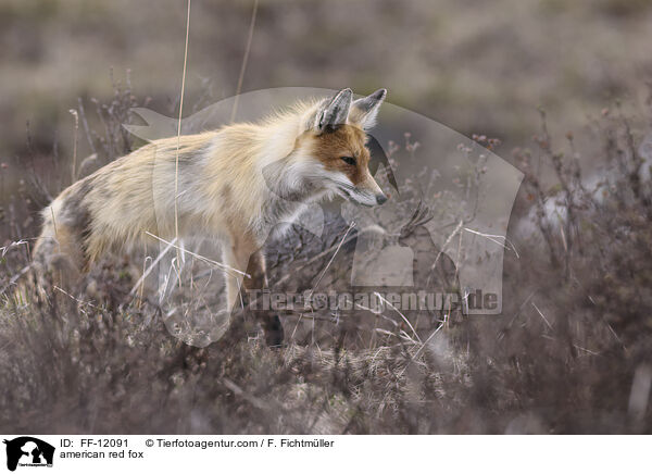 Amerikanischer Rotfuchs / american red fox / FF-12091