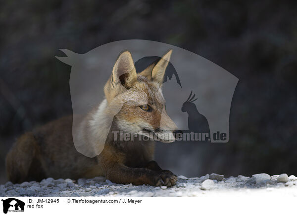 red fox / JM-12945