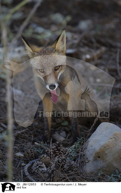 red fox / JM-12953