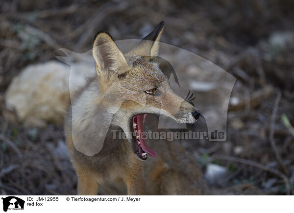 red fox / JM-12955
