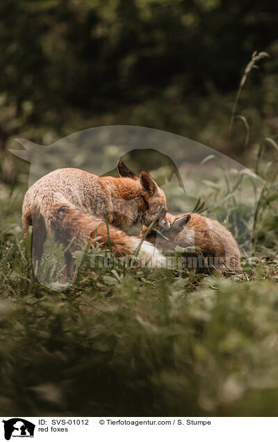 red foxes / SVS-01012