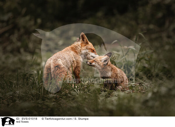red foxes / SVS-01018