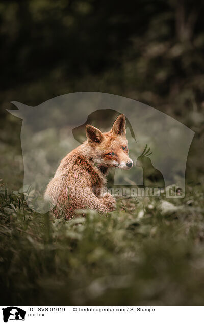 red fox / SVS-01019