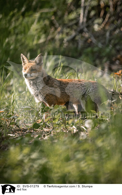 Rotfuchs / red fox / SVS-01279