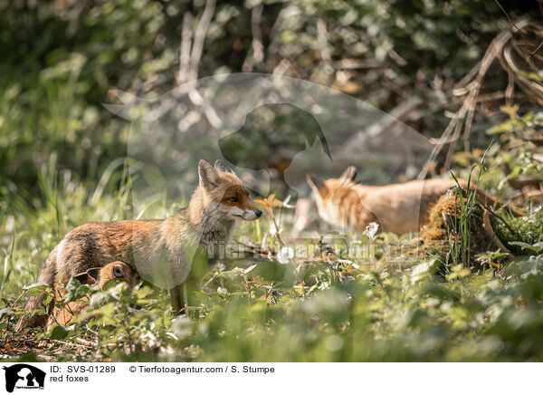 red foxes / SVS-01289