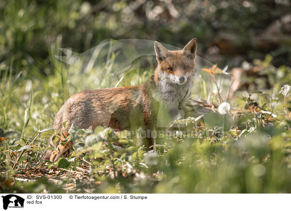 red fox / SVS-01300