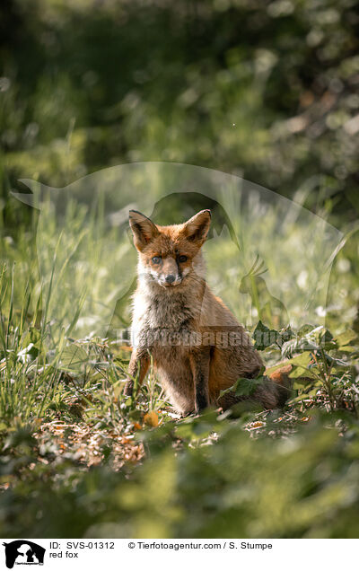 red fox / SVS-01312