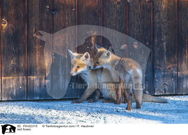 red foxes / FH-02315