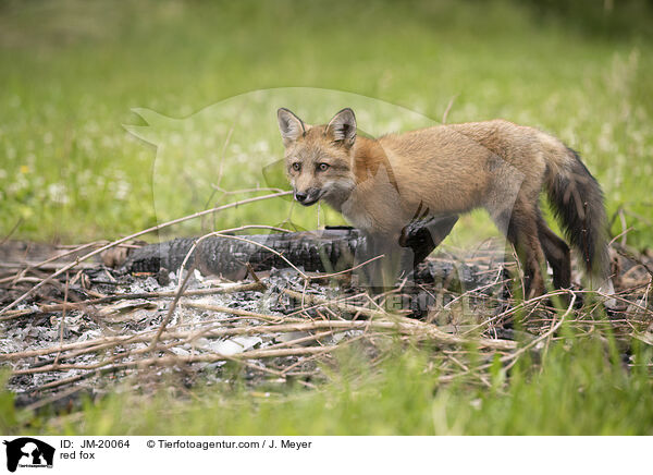 Rotfuchs / red fox / JM-20064