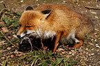 eating red fox