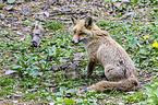 red fox