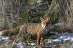 standing red fox