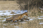 red fox runs through the snow