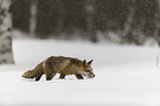 walking red fox