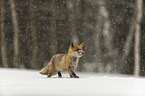 red fox runs through the snow