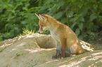 sitting Red Fox