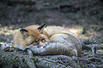 lying Red Fox