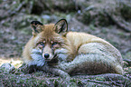 lying Red Fox
