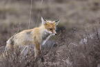 american red fox