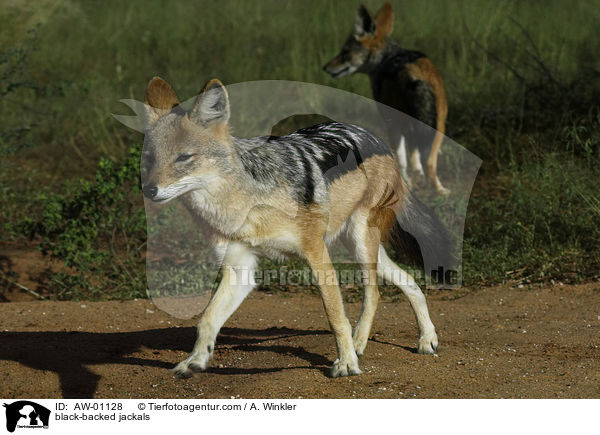 Schabrackenschakale / black-backed jackals / AW-01128